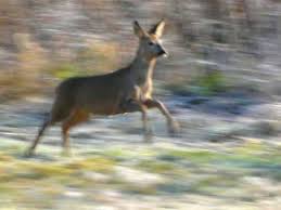 deer running